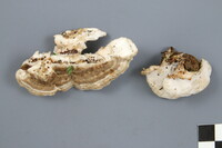 Postia balsamea image